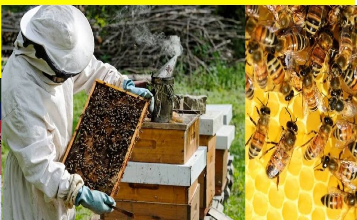 Honey Bee Farming subsidy: मधुमक्खी पालन से जुड़कर बने आत्मनिर्भर, सरकार दे रही है बंपर सब्सिडी