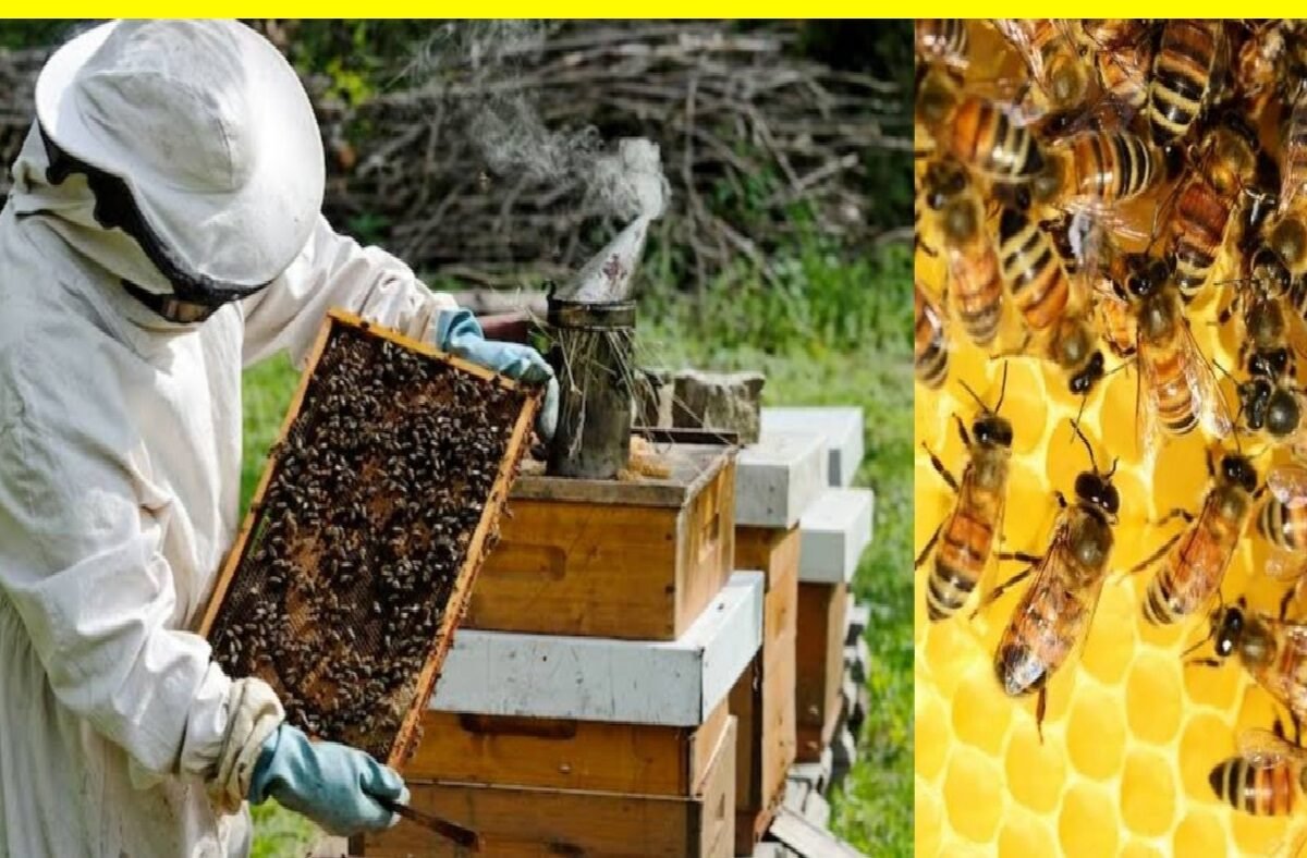 Honey Bee Farming subsidy: मधुमक्खी पालन से जुड़कर बने आत्मनिर्भर, सरकार दे रही है बंपर सब्सिडी