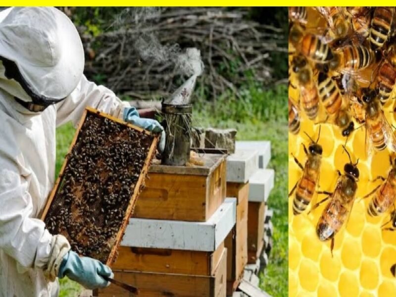 Honey Bee Farming subsidy: मधुमक्खी पालन से जुड़कर बने आत्मनिर्भर, सरकार दे रही है बंपर सब्सिडी
